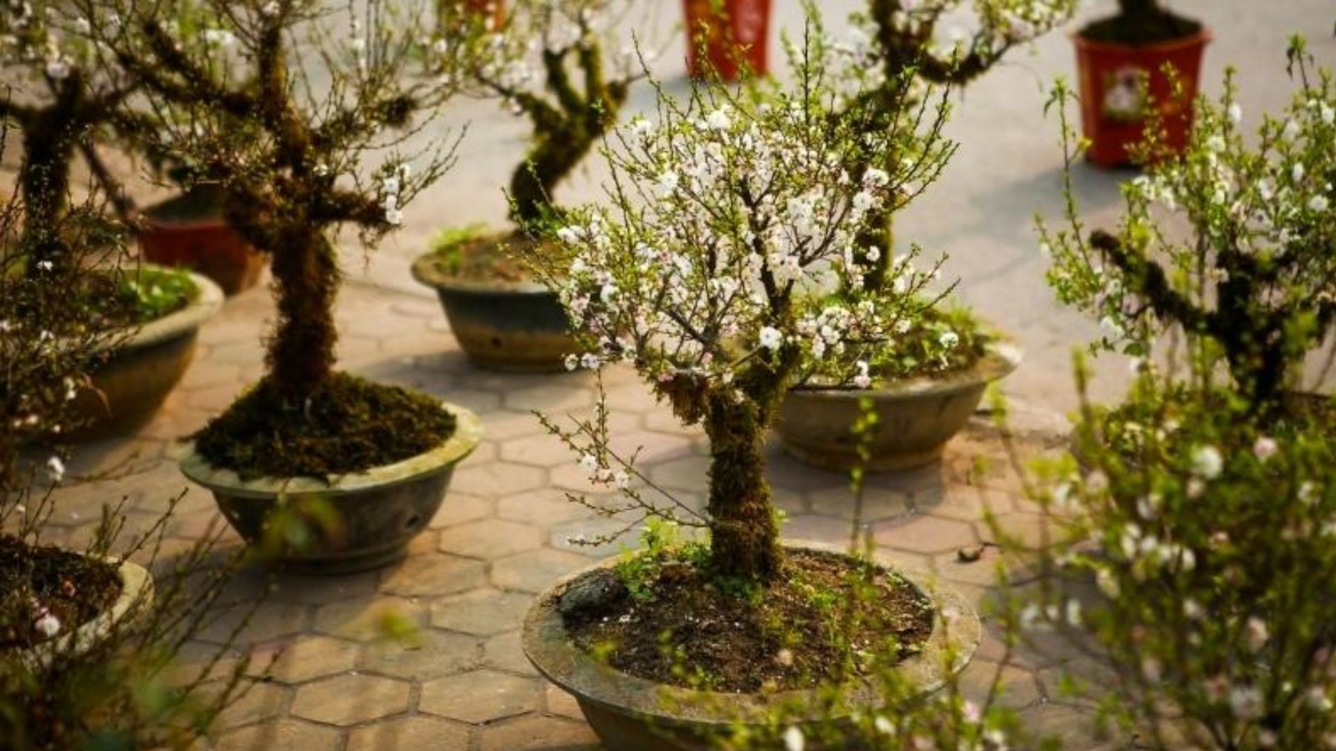 Hoa Nhất Chi Mai Hợp Mệnh Nào?